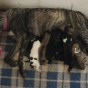 Emergency Foster Success: Mama Maria and her 8 new born puppies&nbsp;saved!